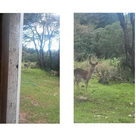 La Baia Villa Porto Conte Eksteriør billede